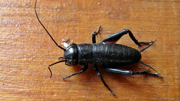 Forrás: Digitális Képarchívum