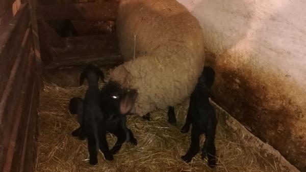 Hármasikrek születtek a kardoskúti cigájáknál (fotó: kmnp.hu/ Lengyel György)