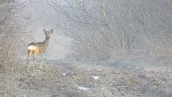 Fotó: kmnp.hu/ Biró István