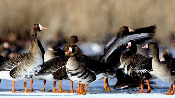 Kis lilikek (fotó: kmnp.hu/ Kalotás Zsolt)