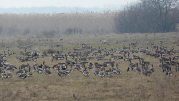 Fotó: Tóth Imre / Körös-Maros Nemzeti Park