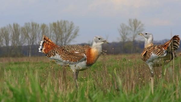 Fotó: Czifrák Gábor/Körös-Maros N