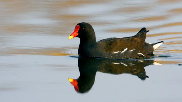 Vízityúk. Fotó: Kalotás Zsolt