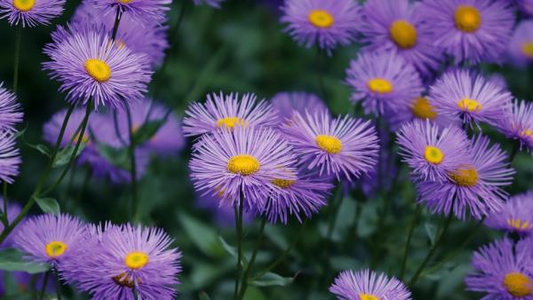 Illusztráció: Pixabay