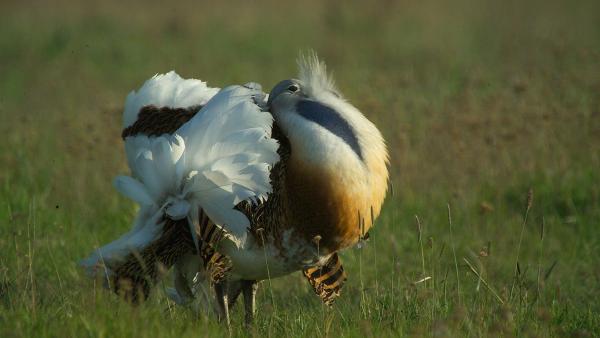 Illusztráció: KMNP/Szél Antal István