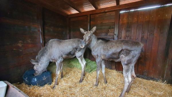 Fotó: KMNP/Marosi Beáta
