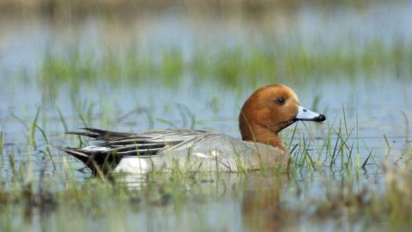 Fotó: KMNP/Motkó Béla