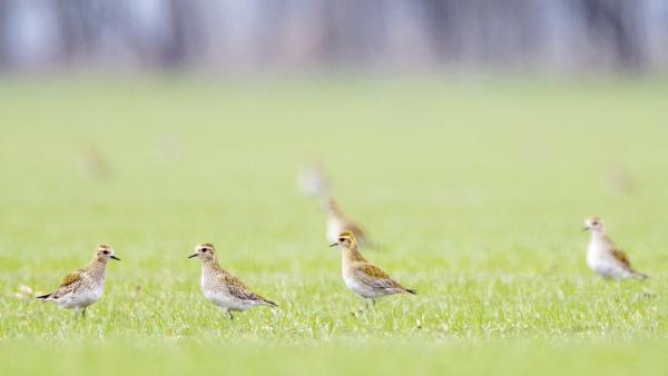 Fotó: KMNP/Palcsek Szilárd István