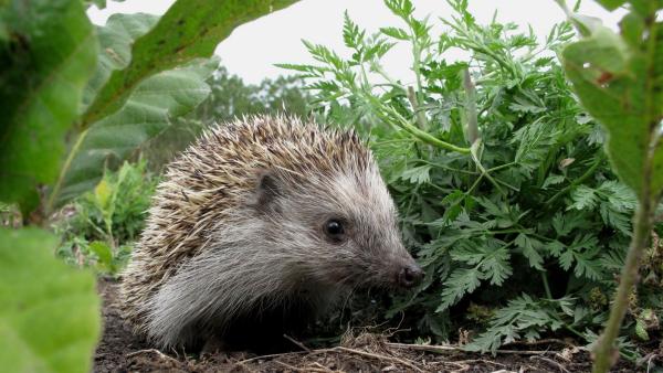 Fotó: kmnp.hu/ Marik Pál