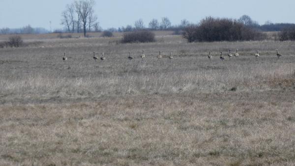 Túzokcsapat Mágor-pusztán. Fotó: Tóth Imre