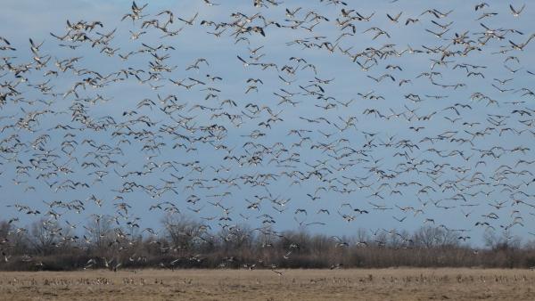 Fotó: KMNP/Tóth Imre