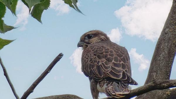Fotó: KMNP/Halász-Szegedi Fruzsina
