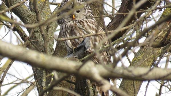 Fotó: KMNP/Biró István
