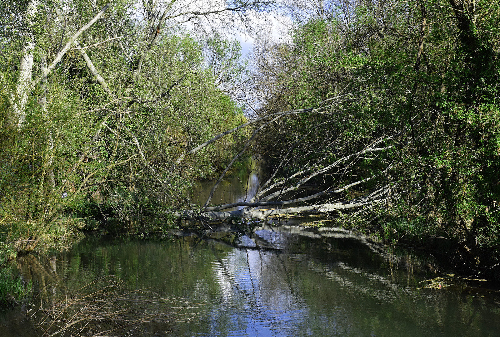 Kidőlt fa az Élővíz-csatorna partján – Fotó: behir.hu/Such Tamás