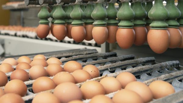 Fotó: Fehér Gábor / Fejér Megyei Hírlap