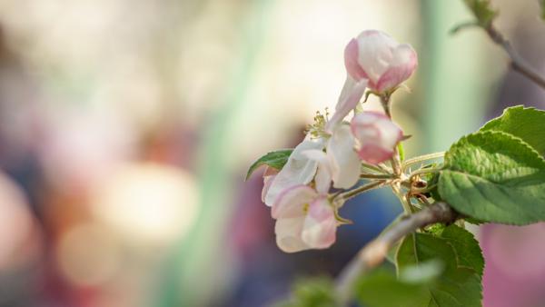 fotó: Vári Bianka (behir.hu)