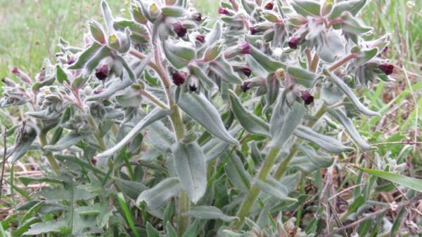 Fotó: KMNP/Biró István