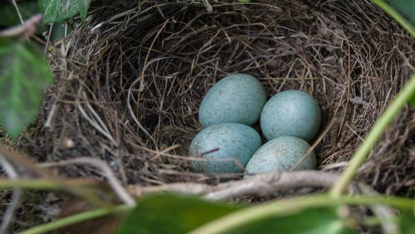 Illusztráció: pixabay.com