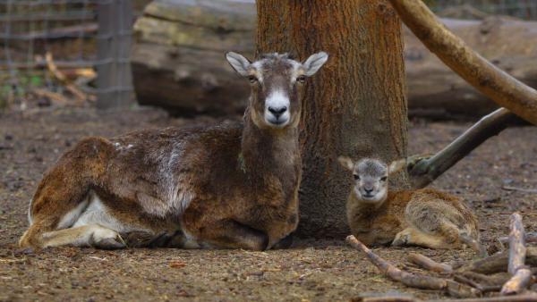 Fotó: KMNP/Bencsik Antal Zsolt