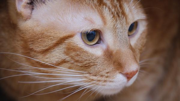 Fotó: pexels.com_macska a dobozban