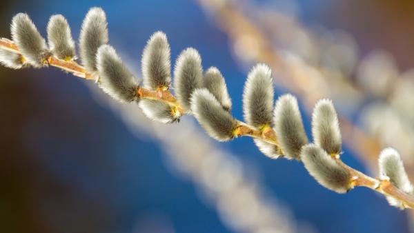 A kép illusztrációként szolgál - Forrás: pixabay.com