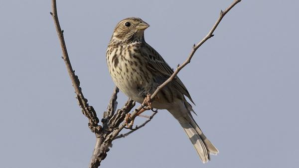 Fotó: KMNP/Őze Péter