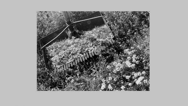 Ilyen székfűszedő lapáttal szedték a kamillát  (fotó: arcanum.com)