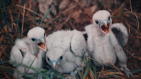 Kerecsensólyom-fiókák. Fotó: Halász-Szegedi Fruzsina