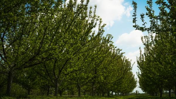 fotó: Vári Bianka (behir.hu)