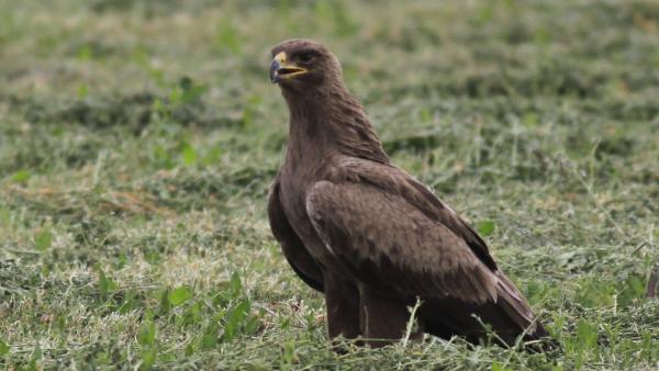 Fotó: Szél Antal István