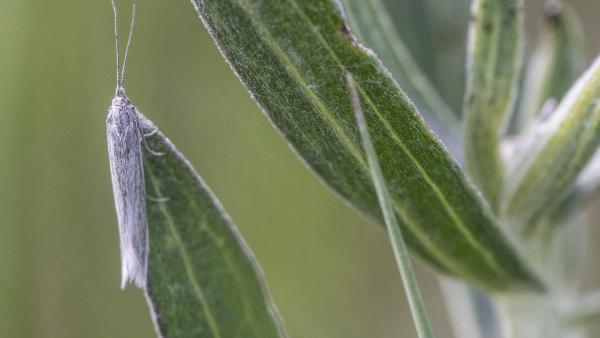Fotó: KMNP/ Boldog Gusztáv László