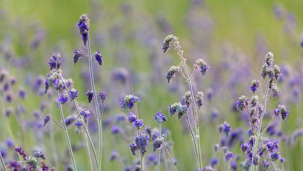 Kónya zsálya (fotó: kmnp.hu/ Palcsek István Szilárd)