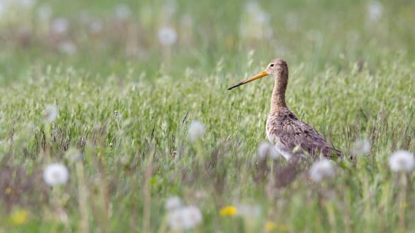 Fotó: KMNP/Palcsek Szilárd István