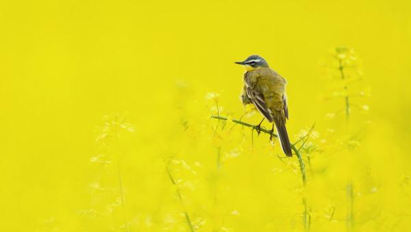 Fotó: kmnp.hu/ Balla Tihamér