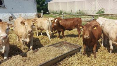 Szarvasmarhákat árverez a NAV. Fotó: adóhatóság