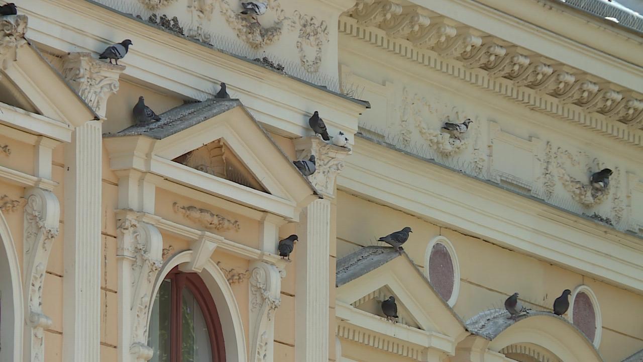 galambok_jó Fotó: behir.hu