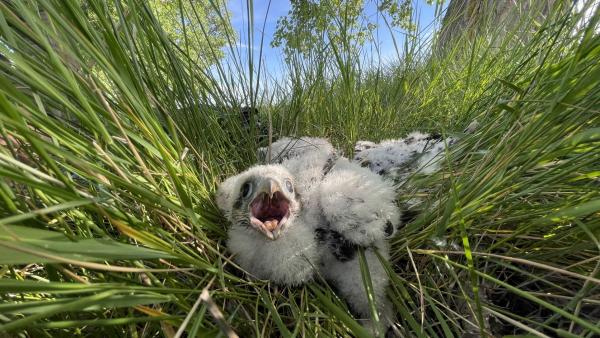 Fotó: KMNP/Halász-Szegedi Fruzsina