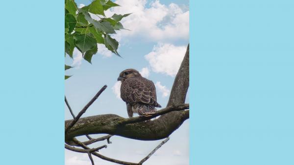 Fotó: Halász-Szegedi Fruzsina