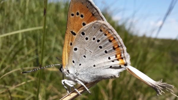 Fotó: kmnp.hu/ Palcsek István Szilárd