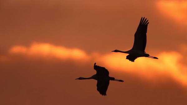 Fotó: KMNP/Palcsek Szilárd István