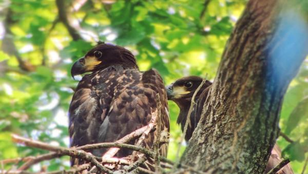 Fotó: KMNP/Halász-Szegedi Fruzsina