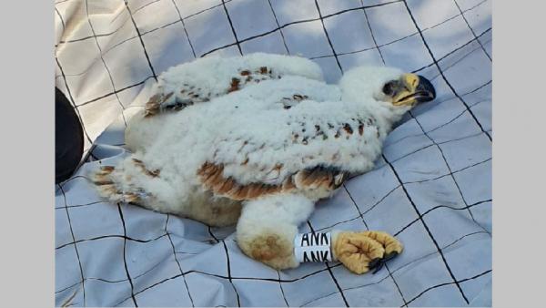 Fotó: kmnp.hu/ Lestyan-Goda Judit