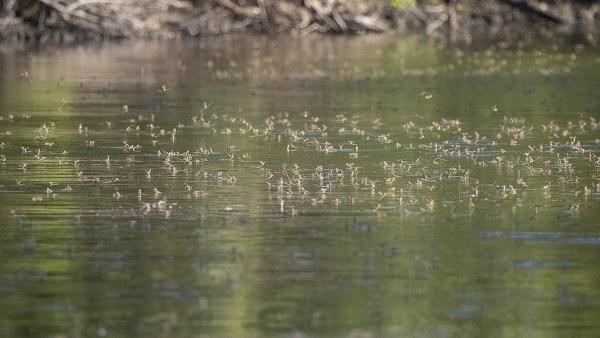 Fotó: KMNP/Őze Péter