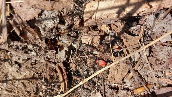 Fotó: KMNP/Gyulai László