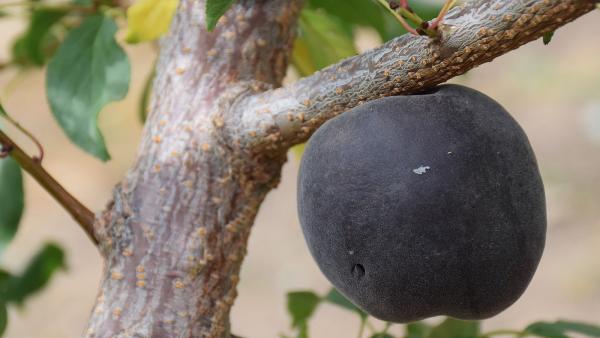 Fekete kajszi – Fotó: behir.hu/Such Tamás