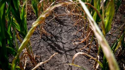 Kukoricatábla repedezett termőföldje a Hajdú-Bihar megyei Hajdúszovát térségében 2022. július 18-án. Az Országos Meteorológiai Szolgálat közleménye szerint a tavalyi év is száraz volt hazánkban, majd idén ez tovább folytatódott és most is tart a csapadéks