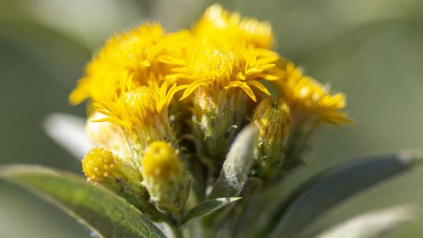 Fotó: KMNP/Palcsek Szilárd István