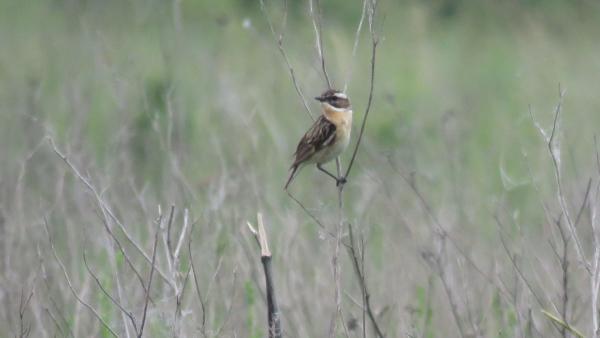Fotó: Biró István_ rozsdás_csuk