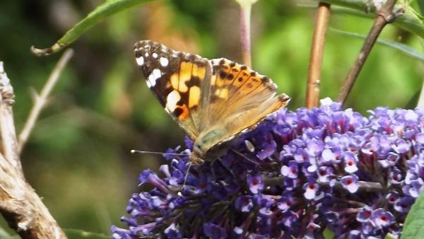 A bogáncslepke szárnyfesztávolsága kb. 5 cm.
