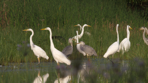 Fotó: Szél Antal István_Gémfiókák